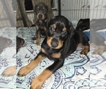 Small #3 Doberman Pinscher