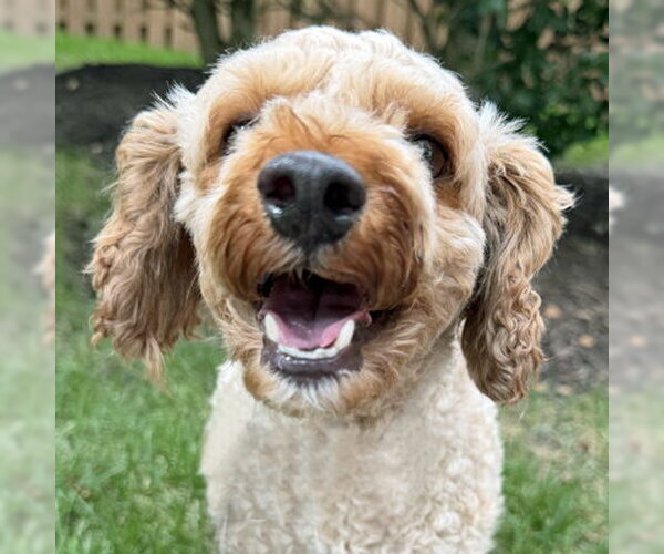 Medium Photo #4 Mutt Puppy For Sale in Arlington, VA, USA