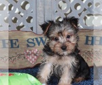 Small #1 Yorkshire Terrier