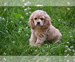 Small #5 Cocker Spaniel