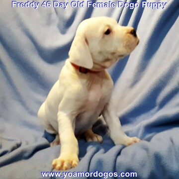 Medium Photo #131 Dogo Argentino Puppy For Sale in JANE, MO, USA