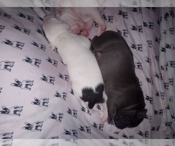 Medium Photo #23 American Staffordshire Terrier Puppy For Sale in JACKSONVILLE, FL, USA