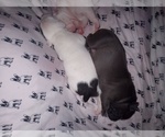 Small Photo #23 American Staffordshire Terrier Puppy For Sale in JACKSONVILLE, FL, USA