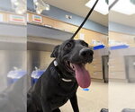 MOO - Female Labrador Retriever-Unknown Mix Dog for Adoption - Small photo