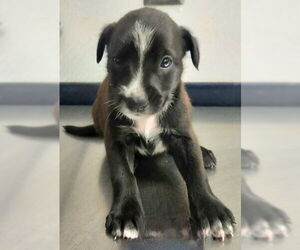 American Staffordshire Terrier-Border Collie Mix Dogs for adoption in Lake Forest, CA, USA
