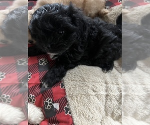 ShihPoo Puppy for sale in MONROE, WI, USA
