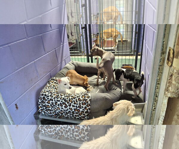 Medium Photo #18 Chihuahua-Unknown Mix Puppy For Sale in Sebec, ME, USA