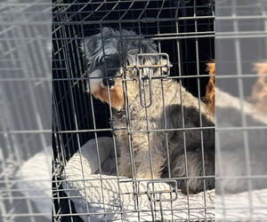 - Mix Dogs for adoption in Lewistown, PA, USA