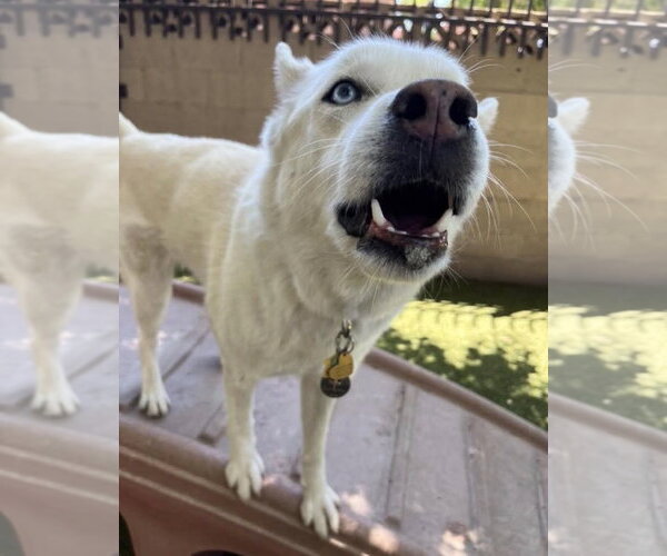Medium Photo #4 Siberian Husky-Unknown Mix Puppy For Sale in Chandler, AZ, USA