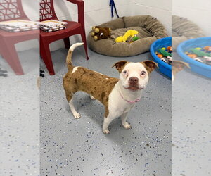 Rose - Female American Staffordshire Terrier-Unknown Mix Dog for Adoption - Photo #2
