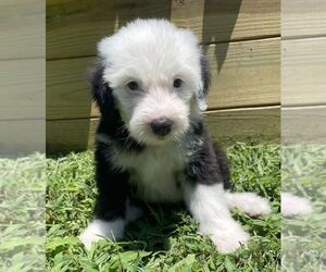Old English Sheepdog Puppy for sale in WAKE FOREST, NC, USA