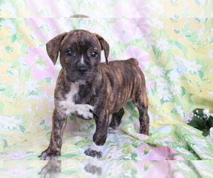 English Coonhound-French Bulldog Mix Puppy for sale in SHILOH, OH, USA