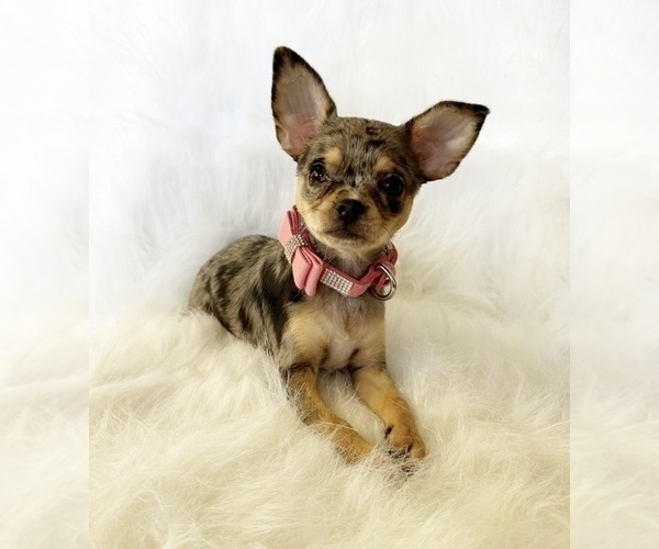 Medium Photo #7 Chihuahua Puppy For Sale in SACRAMENTO, CA, USA