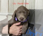 Puppy Lily Labrador Retriever