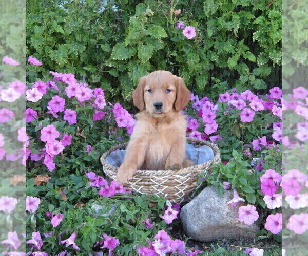Medium Photo #5 Golden Retriever Puppy For Sale in THORP, WI, USA