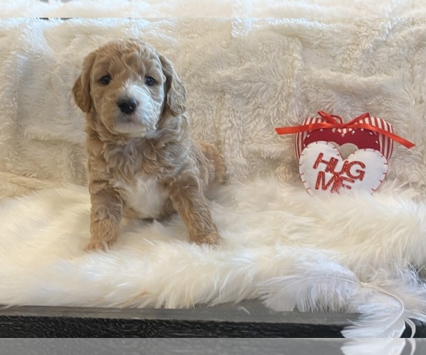 Medium Photo #2 Goldendoodle (Miniature) Puppy For Sale in HOLLAND, PA, USA