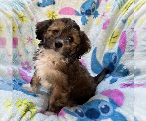 Maltipoo Puppy for sale in MORGAN HILL, CA, USA