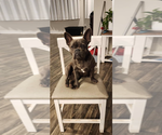 Small Photo #1 French Bulldog Puppy For Sale in HARLEYVILLE, SC, USA