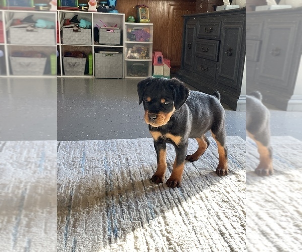 Medium Photo #10 Rottweiler Puppy For Sale in REDDING, CA, USA