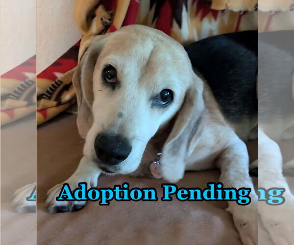Medium Photo #2 Beagle Puppy For Sale in Dunnellon, FL, USA