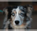 Small #4 Australian Shepherd