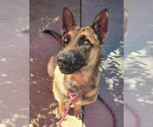 Mutt Dogs for adoption in Sacramento, CA, USA