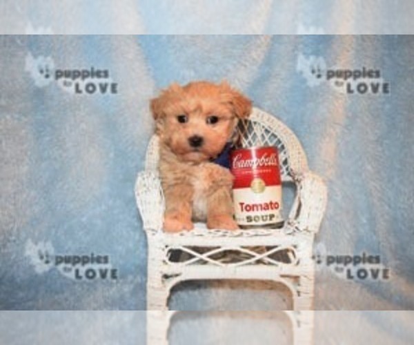Medium Photo #12 Maltipoo-Poodle (Toy) Mix Puppy For Sale in SANGER, TX, USA