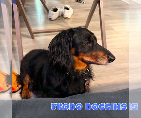 Medium Photo #13 Dachshund Puppy For Sale in San Antonio, TX, USA