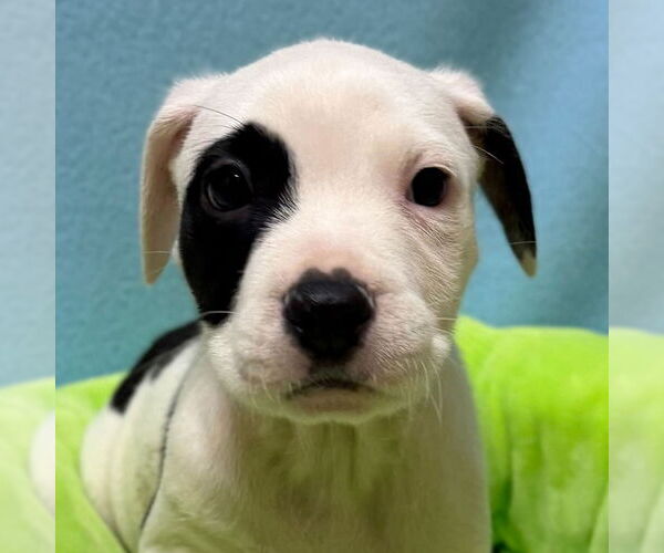 Medium Photo #1 Mutt Puppy For Sale in Jefferson, WI, USA