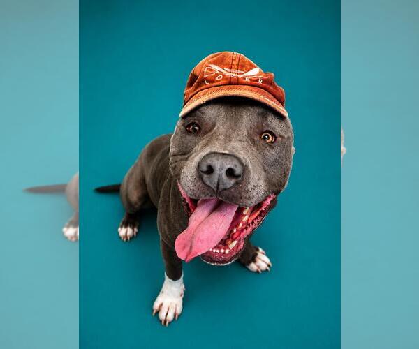 Medium Photo #13 American Staffordshire Terrier-Bulldog Mix Puppy For Sale in Rockwall, TX, USA