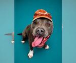 Small #12 American Staffordshire Terrier-Bulldog Mix