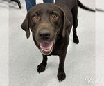 Small #1 Labrador Retriever-Retriever  Mix