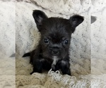 Small #11 French Bulldog