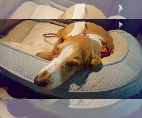 Medium Photo #14 Basset Hound Puppy For Sale in Carrollton, TX, USA