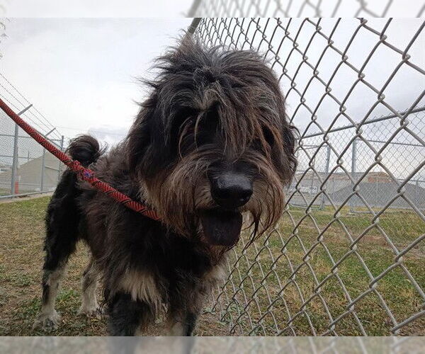 Medium Photo #2 Chow Chow-GIANT SCHNAUZER  Mix Puppy For Sale in Corpus Christi, TX, USA
