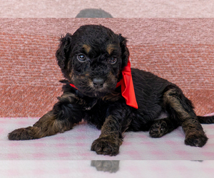 Bernedoodle (Miniature) Puppy for sale in ROY, UT, USA