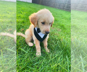 Golden Retriever Puppy for sale in NOVI, MI, USA