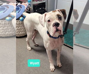 Boxer Dogs for adoption in Richmond, IN, USA