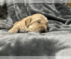 Golden Retriever Puppy for sale in BRANFORD, FL, USA