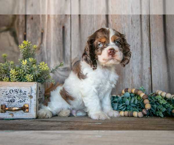 Medium Photo #1 Cocker Spaniel Puppy For Sale in BALTIC, OH, USA