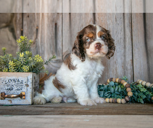 Medium Cocker Spaniel
