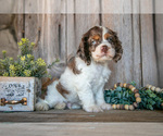 Puppy Hendrix Cocker Spaniel