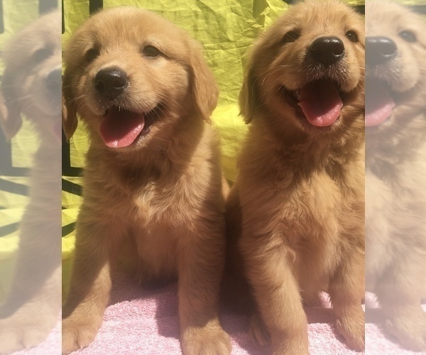 Medium Photo #1 Golden Retriever Puppy For Sale in SANTA ANA, CA, USA