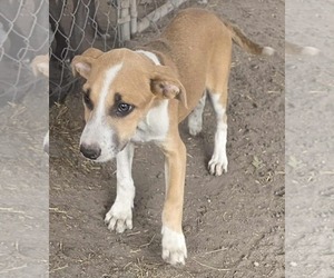 American Pit Bull Terrier-Unknown Mix Dogs for adoption in Minneapolis, MN, USA