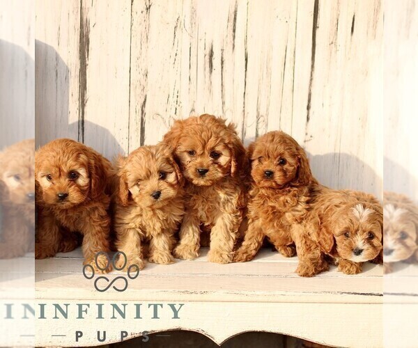 Medium Photo #2 Cavapoo (Miniature) Puppy For Sale in NEW HOLLAND, PA, USA