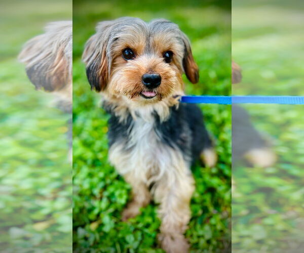 Medium Photo #2 Mutt Puppy For Sale in Pacolet, SC, USA