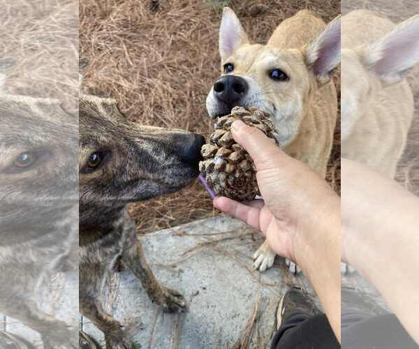 Medium Photo #9 Dutch Shepherd -Unknown Mix Puppy For Sale in San Diego, CA, USA