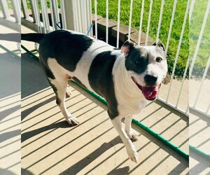 Carnation - Female American Pit Bull Terrier-Unknown Mix Dog for Adoption - Photo #6