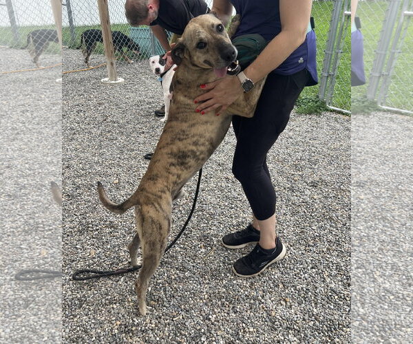 Medium Photo #5 Mountain Cur-Unknown Mix Puppy For Sale in Rockaway, NJ, USA
