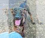 Small #7 Mountain Cur Mix